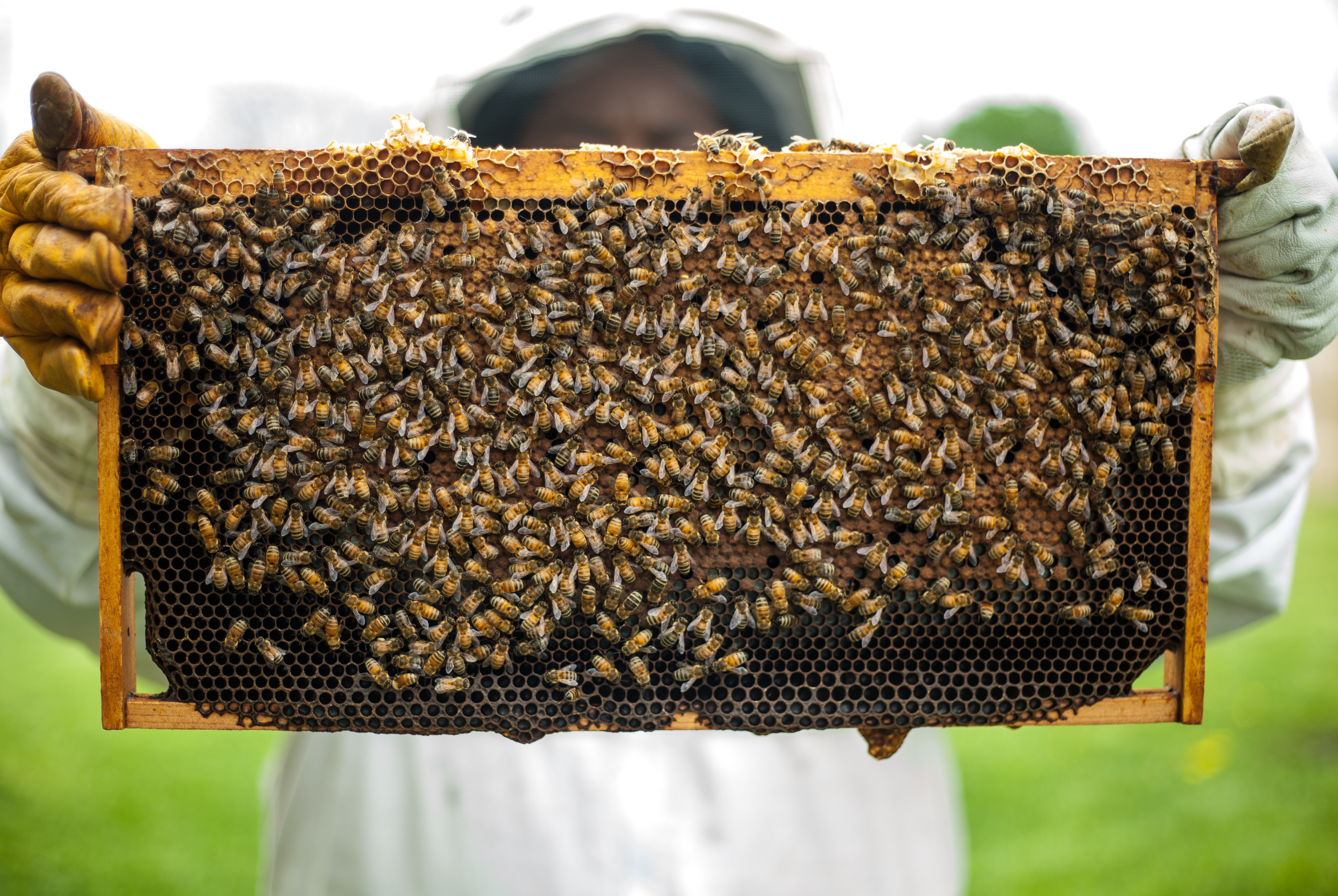 Bee Venom Therapy | The Hive