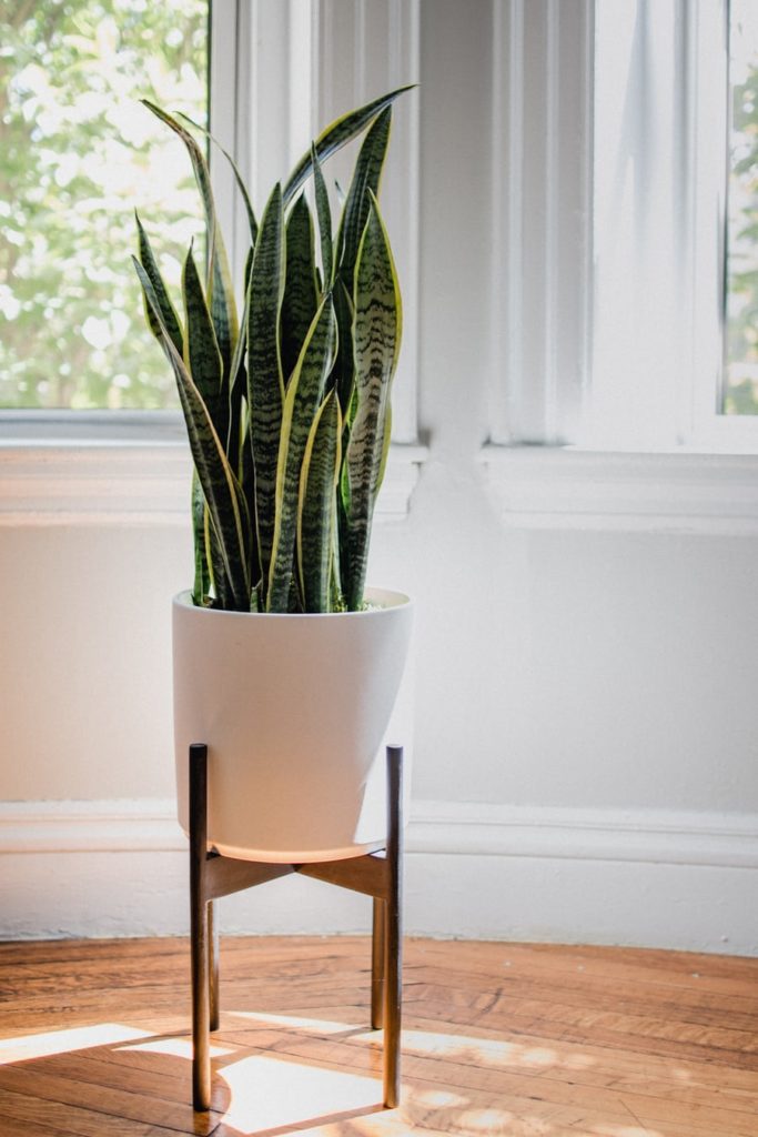 Snake Plants | The Hive